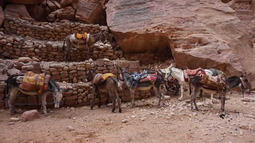 View of horses on rock