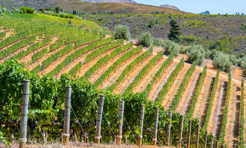 Scenic view of agricultural field