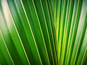 Full frame shot of palm leaf