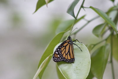 Close-up of butterfly on leaves