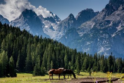 Horses grazing on snowcapped mountains against sky