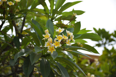 Low angle view of flower tree