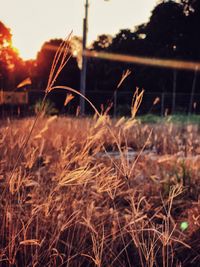 Close-up of grass growing on field against sky during sunset