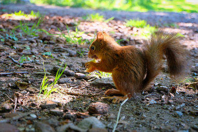 Squirrel on field