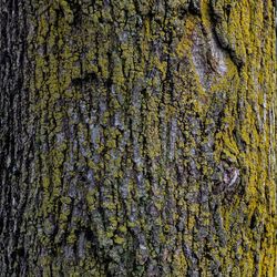 Full frame shot of tree trunk