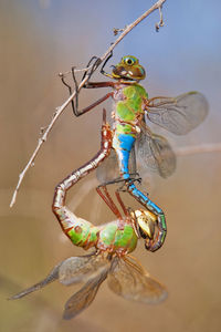 Close-up of dragonflies mating on twig