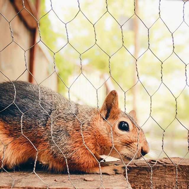 animal themes, chainlink fence, fence, one animal, focus on foreground, mammal, animals in the wild, animals in captivity, wildlife, cage, protection, close-up, zoo, metal, safety, day, outdoors, domestic animals, no people, security