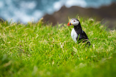 Close-up of a bird on grass