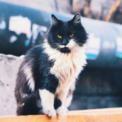 Close-up portrait of black cat