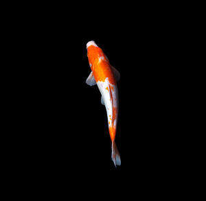 Close-up of fish swimming in sea