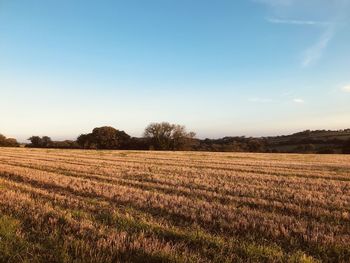 Cornish stubble field in the morning light 