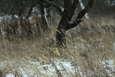 Close-up of tree trunk during winter