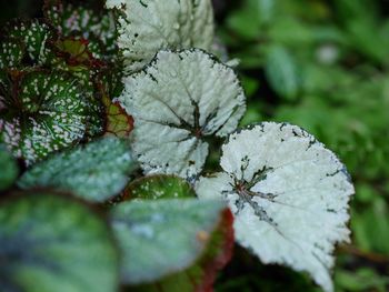 Close-up of frozen plant