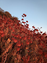Low angle view of red flowers on field against clear sky