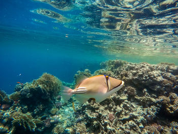 View of fish swimming underwater