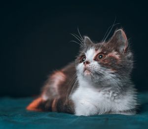 Close-up of cat looking away against black background