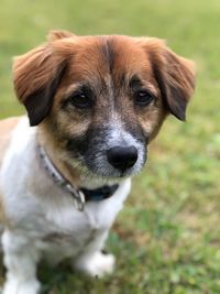 Close-up portrait of dog on field