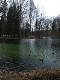 Ducks swimming in lake