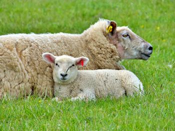 Mother sheep and lamb