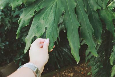 Close-up of hand touching leaves