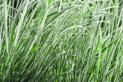 Full frame shot of wheat growing on field