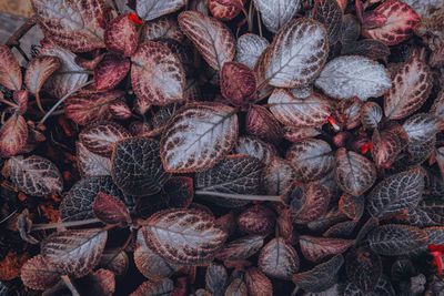 Full frame shot of dried fruits in market