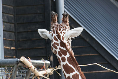 Rear view of giraffe at zoo