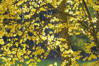 Close-up of yellow flower tree