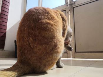 Close-up of a cat relaxing on floor at home