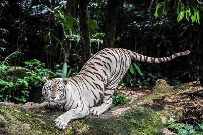 Portrait of majestic white tiger on fallen tree in forest