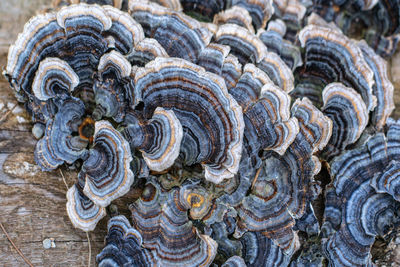 Full frame shot of shells