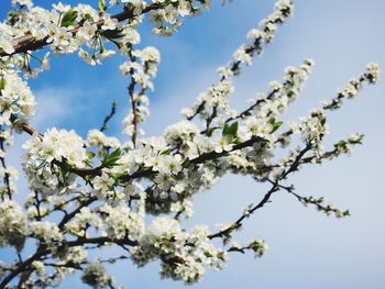 Low angle view of cherry blossoms against sky