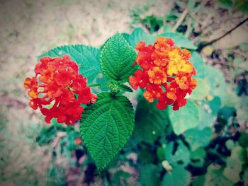 Close-up of red flowers blooming outdoors