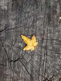 High angle view of maple leaf on tree