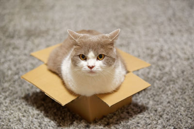 High angle portrait of cat in cardboard box on the floor