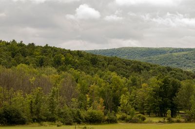 Scenic view of trees growing on field against sky