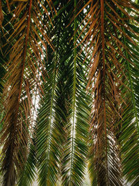 Low angle view of palm trees