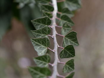 Close-up of small plant