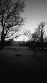 Bare trees on field