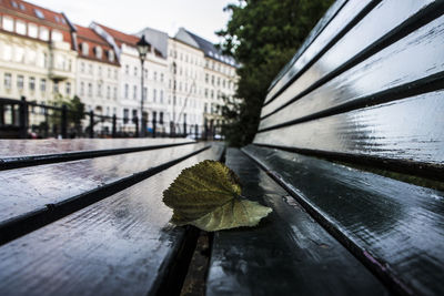 Close-up of wet leaf against sky