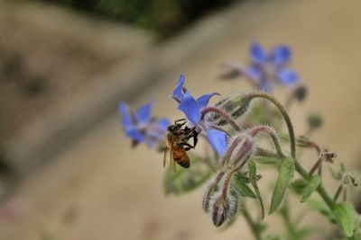 Close-up of bee on flower