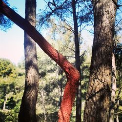 Low angle view of trees against sky