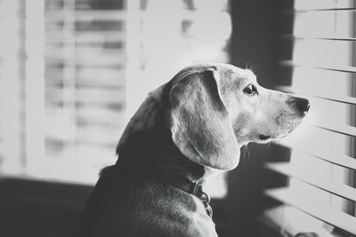 Close-up of beagle looking through window