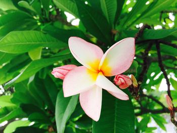 Close-up of pink flower