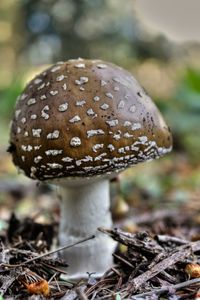 Close-up of fly mushroom