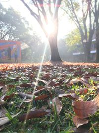 Sunlight streaming through trees during autumn