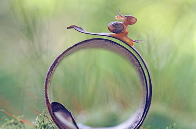 Close-up of snail on metal