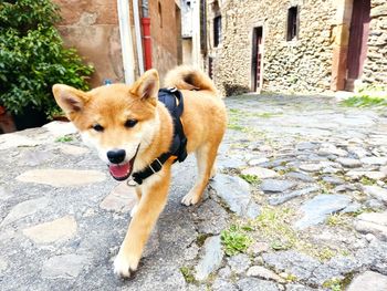 Dogs on street