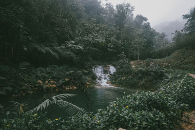 Scenic view of waterfall in forest