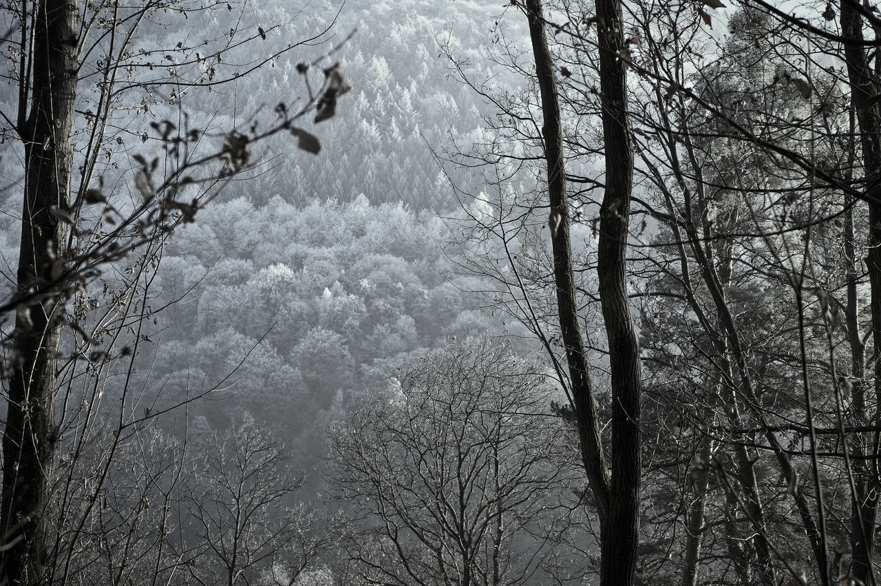 Bare Tree Beauty In Nature Branch Cold Temperature Day Forest Freshness Mountain Nature No People Outdoors Scenics Sky Snow Tranquility Tree Weather Winter